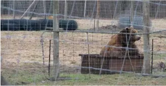  ??  ?? Two views This photo, supplied by Michele Thorn of the Animal Defence League of Ottawa, shows a bear enclosure at Papanack. The co-owner of the zoo says these photos, taken from the highway, do not accurately show the living conditions