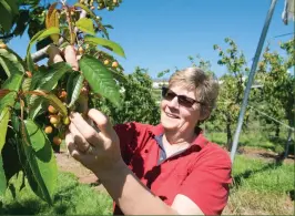  ??  ?? Kris Mouat (above) from Mouat’s Farm inspects their family-run orchard. Roasted black garlic fills the air at Gilmore Valley Grove (left).