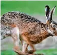  ?? Archivfoto: P. Pleul/dpa ?? Für Feldhasen ist die Hasenpest tödlich. Sie kann aber auch für den Menschen ge fährlich werden.