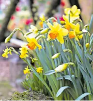  ?? ?? Narcisi su svojevrsni simbol proljeća