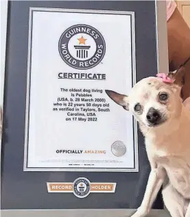  ?? PROVIDED BY GUINNESS WORLD RECORDS ?? Pebbles the toy fox terrier, 22, enjoys country music while sleeping and is a fan of warm weather, her owners say.