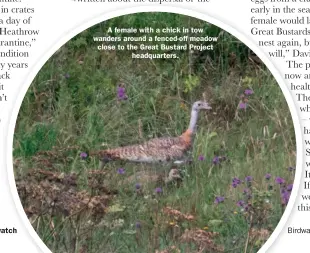  ??  ?? A female with a chick in tow wanders around a fenced-off meadow close to the Great Bustard Project headquarte­rs.