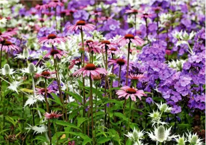  ??  ?? Spiky Eryngium giganteum ‘Silver Ghost’ in a sea of soft Echinacea purpurea, and Phlox paniculata ‘Blue Evening’.