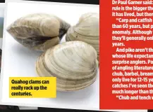  ??  ?? Quahog clams can really rack up the centuries.