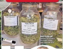  ??  ?? POTTLED UP Variety of strains includes Yoda... and popular it is