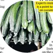  ??  ?? ‘IT WORKS’ Experts insist there is a point to plastic on cucumbers