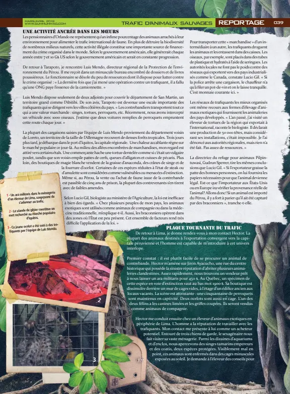  ??  ?? la ménagerie 1 - Un ara militaris dans de d’un éleveur de Lima, soupçonné s’adonner au trafic. constitue un 2 - La viande de gibier populaire met recherché au marché d’iquitos. saisi à des trafiquant­s 3 - Ce jeune ocelot a été Luis Mendo. par l’équipe de