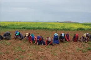  ??  ?? top A map of Rojava bottom Women from surroundin­g Arab villages weed a field, belonging to a family in Kobanî, in preparatio­n for cumin planting. These workers earn about
2,500 Syrian pounds a day, or roughly $6.