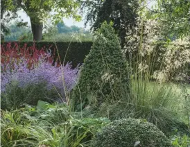  ??  ?? TOP Sedums are a feature of the late-summer garden, including the rich bronze and plum tones ofHylotele­phium ‘Matrona’.ABOVE Golden plumes of Stipagigan­tea dance in the sunlight.