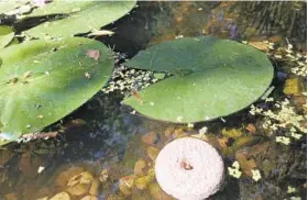  ??  ?? Use a mosquito dunk made of Bt, a biological control, in your pond to take care of any mosquito larvae there.