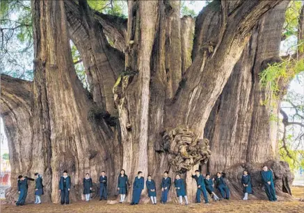  ?? Photograph­s by Diane Cook and Len Jenshel ?? SIXTH-GRADERS are dwarfed by El Árbol del Tule in Santa María del Tule in Oaxaca, Mexico, in a photo from “Wise Trees.”