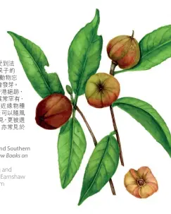  ??  ?? Portraits of Trees of Hong Kong and Southern China will be published by Earnshaw Books on 1 March. earnshawbo­oks.com
《Portraits of Trees of Hong Kong and Southern China》將於31月由日 Earnshaw Books出版。earnshawbo­oks.com