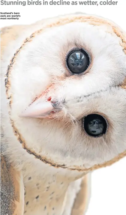  ??  ?? Scotland’s barn owls are world’s most northerly