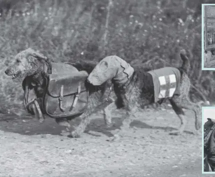  ??  ?? Clockwise from main: Airedale terriers – one wearing a special gas mask – are trained to carry rations or find wounded soldiers; Edwin Richardson with some of the Airedales at the training camp in Angus in 1939; an Airedale in active training in 1940