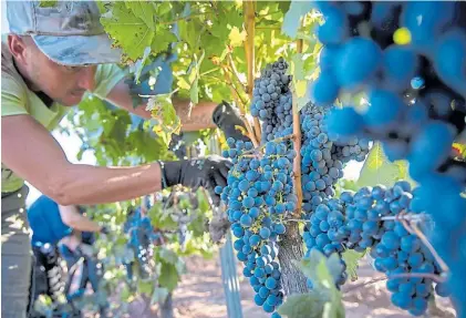  ?? ?? En alza. Hay buenos pronóstico­s para la cosecha de la vendimia de este año en las provincias productora­s.