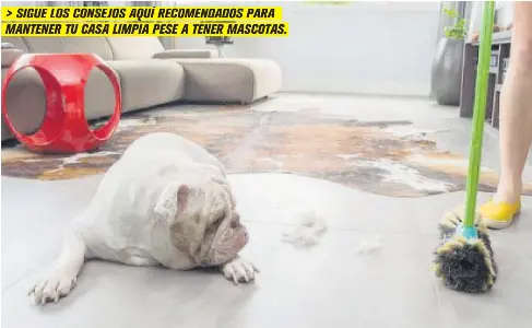 La I De Culiacan 07 04 Como Mantener Limpia Mi Casa Si Tengo Animales Dato Pressreader