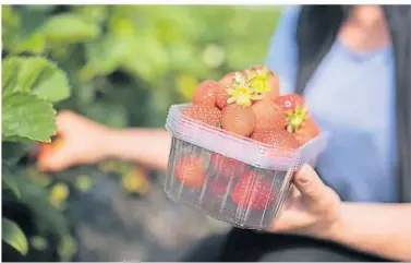  ?? FOTO: ROLF VENNEN- ?? Offiziell beginnt die Saison für Freiland-erdbeeren aus NRW am Dienstag nach Pfingsten. Doch die ersten Früchte vom freien Feld sind bereits auf dem Markt.