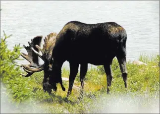  ?? Doug Nielsen ?? Special to the Review-journal State Department of Wildlife game wardens are trying to determine who illegally shot and killed an adult moose around the middle to late December in Elko County, about 20 miles southeast of Jarbidge. A $1,000 reward is...