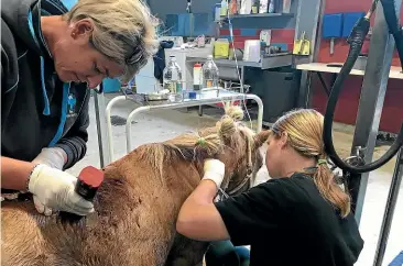  ??  ?? Veterinary staff work on Star. The miniature pony was stabbed multiple times in an attack overnight Sunday/monday in Waitati, north of Dunedin. The pony died yesterday.