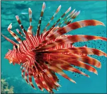  ??  ?? Dangerous: The Devil Firefish has severely toxic barbs