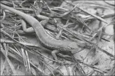  ?? U.S. FISH AND WILDLIFE SERVICE VIA AP ?? THIS MAY 1, 2015, FILE PHOTO shows a dunes sagebrush lizard in New Mexico. The Trump administra­tion wants to put greater weight on the economic benefits of developmen­t when deciding if land or water should be protected for imperiled species.