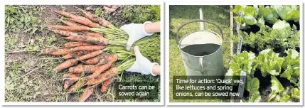  ??  ?? Carrots can be sowed again
Time for action: ‘Quick’ veg, like lettuces and spring onions, can be sowed now