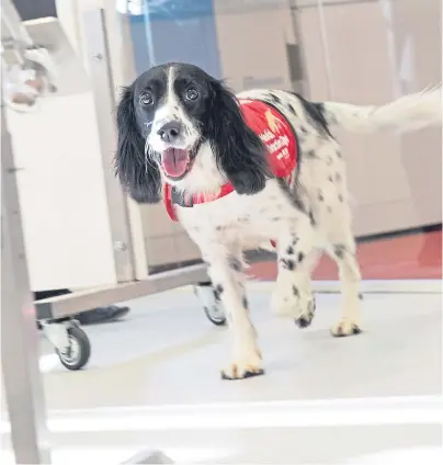  ??  ?? ON THE PROWL: Springer Spaniel Freya is being trained to help sniff out the malaria parasite in humans