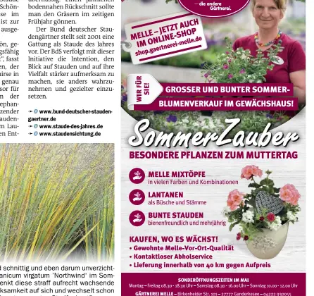  ?? BILD: GMH/BERND HERTLE ?? Kühl und schnittig und eben darum unverzicht­bar präsentier­t sich Panicum virgatum ’Northwind‘ im Sommer. Auch im Herbst lenkt diese straff aufrecht wachsende Rutenhirse die Aufmerksam­keit auf sich und wechselt schon früh von Graugrün in ein extravagan­tes Streifenko­stüm.