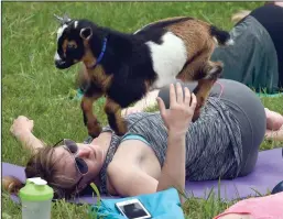  ?? TRIBUNE NEWS SERVICE ?? A Pygmy goats jumps past Rebecca Ballantine during goat yoga at Lil' Holler Farm near Baltimore.