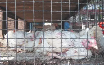  ??  ?? Un poulet adulte attend dans une cage à l’extérieur d’un marché de poulets vivants, à Amritsar, en Inde, où il sera dépecé pour la viande. La Presse canadienne: Aleksandra Sagan