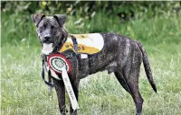  ??  ?? Rescue dog Barlow, who won Best in Show at last year’s carnival dog show