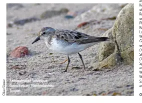  ??  ?? Semipalmat­ed Sandpiper, Gann Estuary, Pembrokesh­ire, August