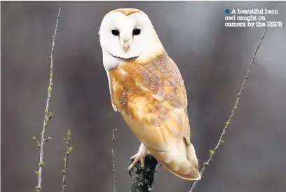  ??  ?? A beautiful barn owl caught on camera by the RSPB