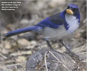  ??  ?? Island scrub jays have the smallest range of any bird species in North America.