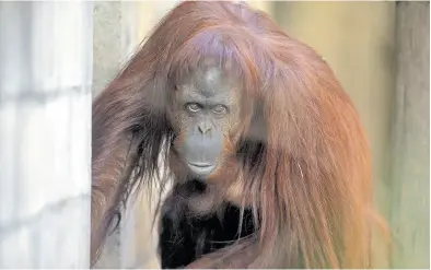  ?? Rodrigo néspolo ?? La orangutana Sandra fue declarada sujeto no humano de derechos