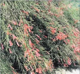  ?? Maureen Gilmer ?? The colorful, tube-shaped blooms of firecracke­r plants tend to attract hummingbir­ds.