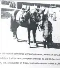  ??  ?? Misleading adverts for the horses were placed in publicatio­ns such as Horse and Hound