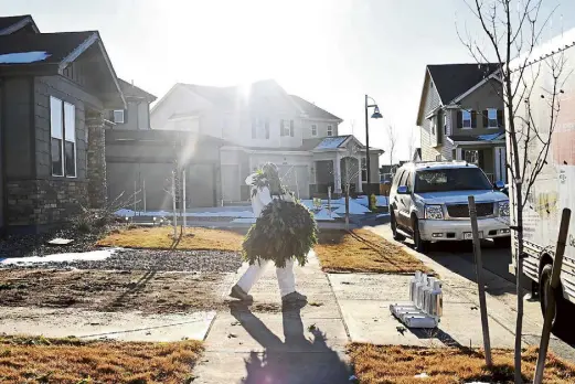  ?? Photos by RJ Sangosti, The Denver Post ?? A member of the Drug Enforcemen­t Administra­tion carries marijuana plants from a home raided on Jan. 31, 2019, in the Reunion subdivisio­n in Commerce City.