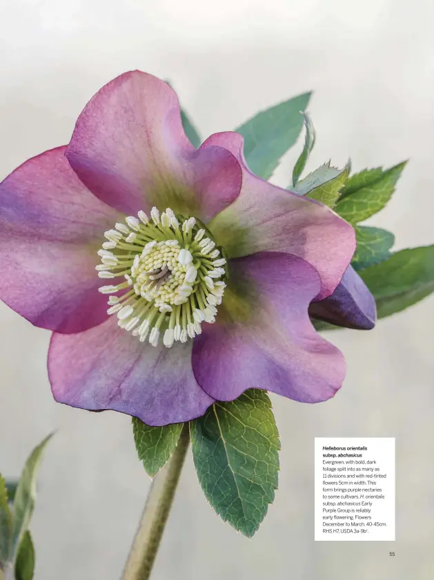  ??  ?? Helleborus orientalis subsp. abchasicus
Evergreen, with bold, dark foliage split into as many as 11 divisions and with red-tinted flowers 5cm in width. This form brings purple nectaries to some cultivars. H. orientalis subsp. abchasicus Early
Purple Group is reliably early flowering. Flowers December to March. 40-45cm. RHS H7, USDA 3a-9b†.