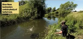  ??  ?? River Nene backwaters contain plenty of barbel now.