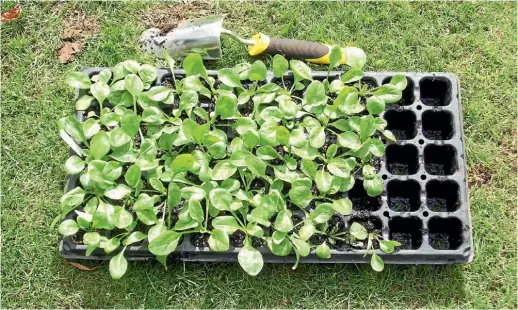  ?? PHOTO: FAIRFAX NZ ?? To help separate and prick out the seedlings with minimal root damage, use a small trowel or convert an old teaspoon by flattening it out and grinding it to a blunt point.