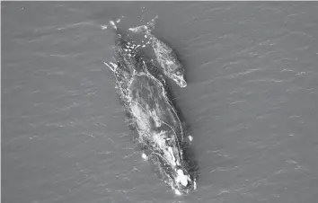  ?? Florida Fish and Wildlife Conservati­on Commission NOAA / USA TODAY NETWORK ?? The Florida Fish and Wildlife Conservati­on Commission spotted this North Atlantic right whale, “Snow Cone,” on Dec. 2, 2021, entangled and with a new calf.