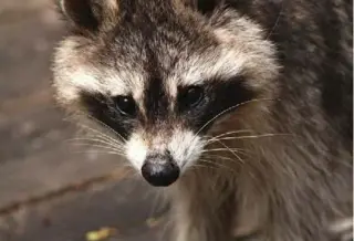  ?? MARGARET BREAM/TORONTO STAR ?? A frequent visitor to the Bream family deck, winter or not.