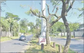  ??  ?? Así quedaron mutilados por operarios de la ANDE varias docenas de árboles del paseo central de la avenida Primer Presidente.