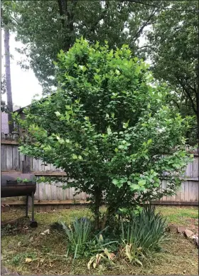  ??  ?? May is too late to prune a rose of Sharon and still enjoy its summer flowers. (Special to the Democrat-Gazette)