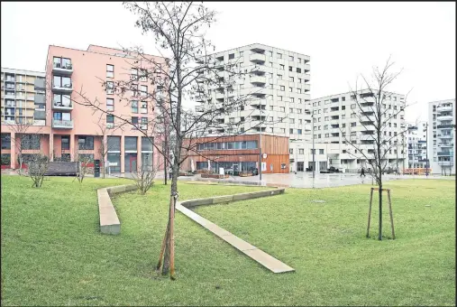  ?? [Foto: Clemens Fabry] ?? Bestandsbä­ume überleben größere Bauvorhabe­n oft nur vereinzelt – Ersatzbäum­chen finden bedingt Platz.