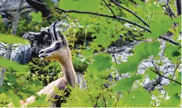  ?? Foto: Andreas Heimann, dpa ?? Gämsen müssen seit dieser Woche besonders auf der Hut sein. Die Jagdsaison hat begonnen – und im Allgäu wird darüber heftig gestritten.