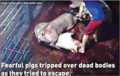  ?? SUPPLIED ?? A screenshot of PETA’s video shows a pig being beaten over the head with a metal rod.