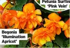  ?? ?? Begonia ’Illuminati­on Apricot’