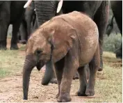  ?? Picture: JABULANI ?? WELCOMED: Arrival of an orphaned elephant at camp Jabulani.